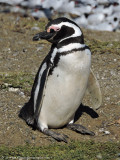 magellan penguin