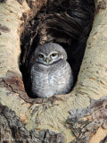 Spotted Owl family