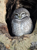 Spotted Owl family