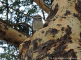 Spotted Owl family