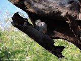 Spotted Owl family