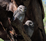 Spotted Owl family