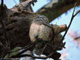 Spotted Owl family