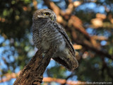 Spotted Owl family