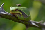 european treefrog