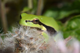 european treefrog