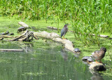 Ninja Turtles attempting to surround unsuspecting Green Heron