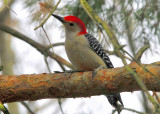 Red Bellied Woodpecker