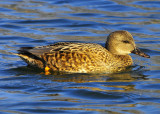 Gadwall