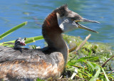 Red Necked Grebe and baby
