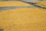 Rice Harvest, Ubud