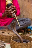 Snake Charmer at Amber Fort, Jaipur