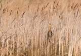 Roerdomp-riet.jpg