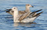 caspian-gull-second-winter-grou-holland-10-11-2013.jpg