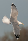 Caspian-Gull-ad-nr-2-2014-Grou-Holland.jpg