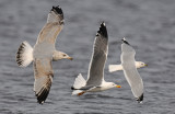 Herring-Gull-Holland-march-2014-third-winter lesser black backed-and-common-gull.jpg