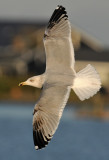 Yellow-legged-gull third winter-grou-holland.jpg