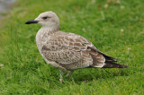 Caspian-gull-juli-2014-holland.-polish-ring.jpg