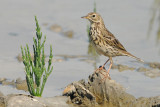 Graspieper-vogeltrek.jpg