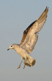 Common-gull-1st-winter-nov-2014-holland.jpg