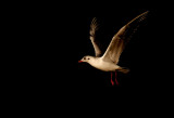 Black-headed-gull.jpg