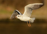 black-headed-gull-jan-2015-first-winter.jpg