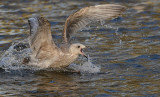herring-gull-jan-1st-winter-leeuwarden-2015.jpg