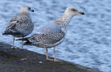 Herring-gull-2nd-winter-jan-4-2015.jpg