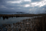 Spreeuwenzwerm lauwersmeer spreeuwen slaapplaats.jpg