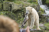 Polar bear with a dead cat in Emmen zoo. IJsbeer vindt en speelt met dode kat in dierentuin Emmen 3
