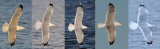  Caspian Gull from 2011-2015. Easy to recordnise by her specific patern on primaries. 