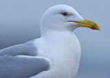 Pontische-meeuw-adult-nr-2-grou-jan-2016-kop-portret.jpg