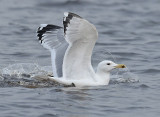 Pontische-meeuw-adult-nr-3-jan-2106-grou.jpg