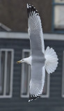 Pontische-meeuw-adult-nr-3-jan-2016-grou adult nr 3