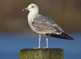 pontische-meeuw-tweede-winter-nr-1-grou-jan-2016.jpg