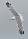 5-feb-2016 pontische meeuw derde winter nr 2