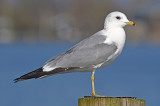 Russische Stormmeeuw Grou 12 maart 2016 Larus canus heinei nr 1.jpg