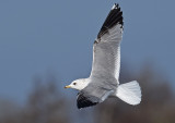Russische Stormmeeuw Grou 12 maart 2016 Larus canus heinei nr 3.jpg