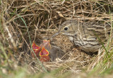 graspieper nest met drie jongen.jpg