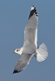 adult grou 12-3-2016.jpg
