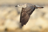 Geelpootmeeuw Yellow-legged gull first winter nov Malaga 1.jpg