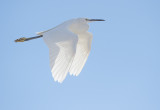 kleine zilverreiger.jpg