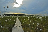 Flowering cottongrass on Reposuo marshland