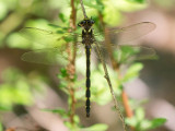 Delta-spotted Spiketail