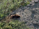 Grizzly laying in the hole he dug