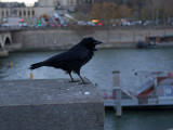 Carrion Crow on the banks of the Seine, Paris