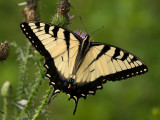 Eastern Tiger Swallowtail