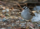 White-crowned sparrow