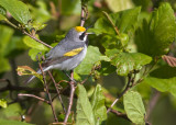 Golden-winged Warbler