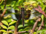 Widow Skimmer